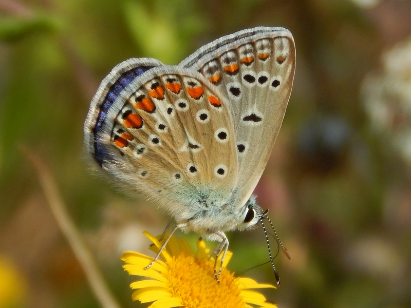 Lycaenidae da ID